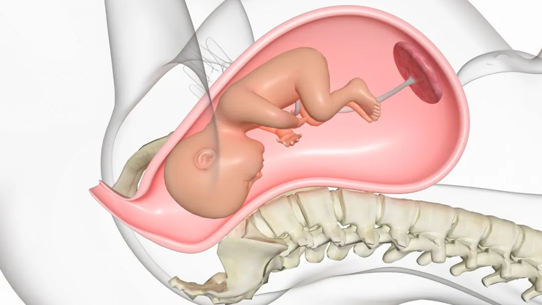 Illustration of the pelvic floor muscle group