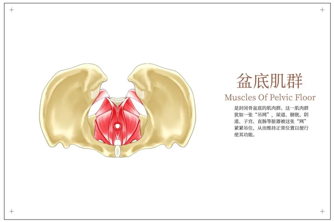 3D illustration of the fetus in the womb in relation to the mother's pelvis and spine before delivery