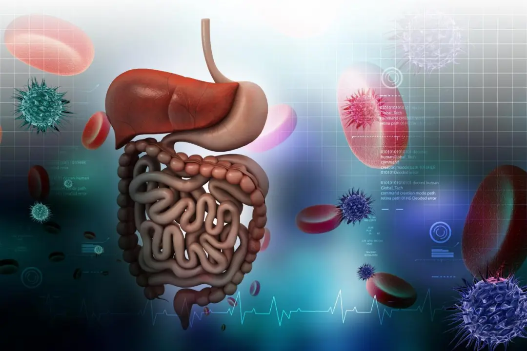 Illustration of human digestive system with gut bacteria and blood cells